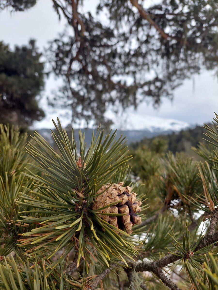 Такая уже не подойдёт, хоть и Кавказская
