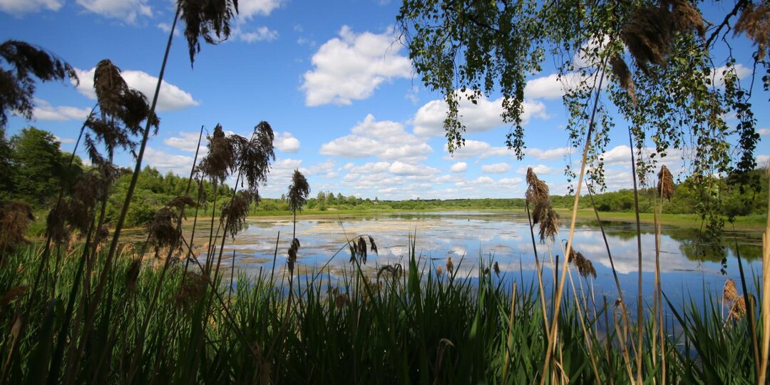 Случай на пруду