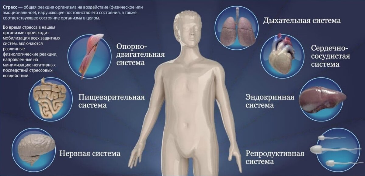 Реакция организма на воздействие. Воздействие стресса на организм человека. Стресс и его влияние на человека. Влияние стресса на здоровье. Влияние стресса на человека.