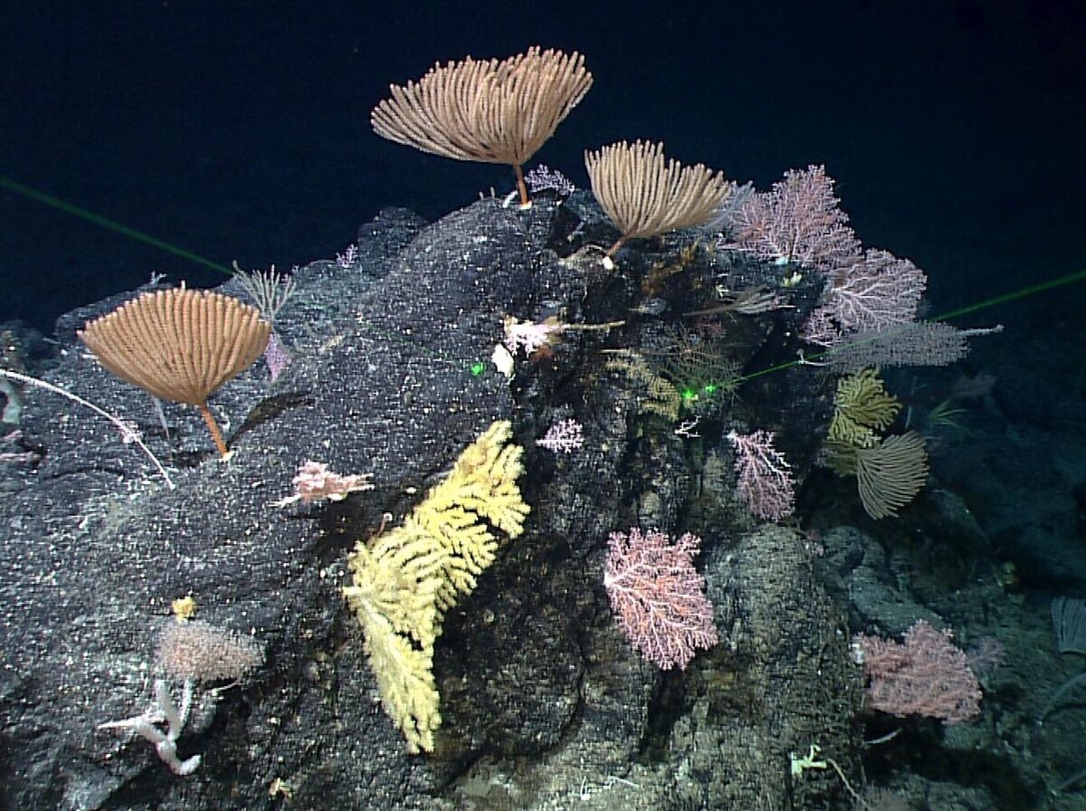 Легион Медиа