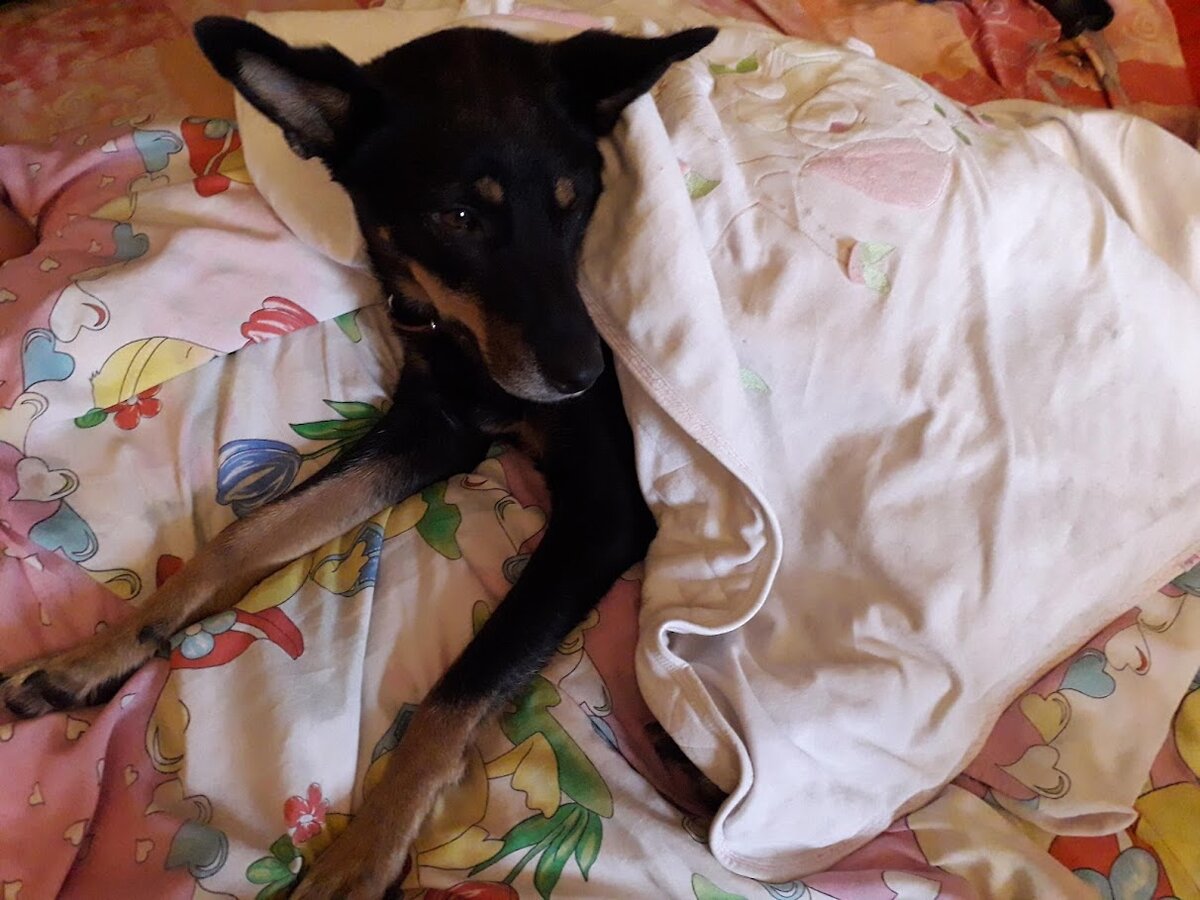 Старшенькая Найда после первого купания в нашей семье