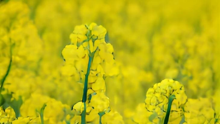    Цены на рапс в 2023 году будут крайне привлекательны для производителей