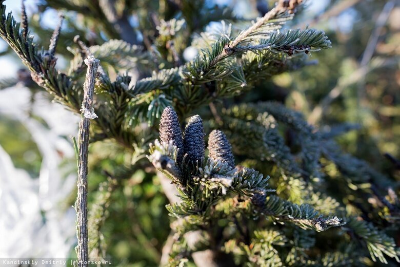    Фото: Дмитрий Кандинский / vtomske.ru