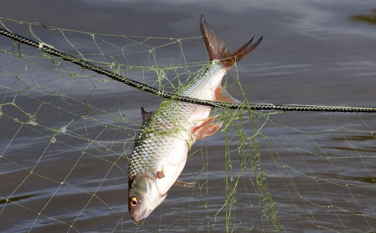    Жителям Югры напомнили о запретах на вылов отдельных видов рыбы
