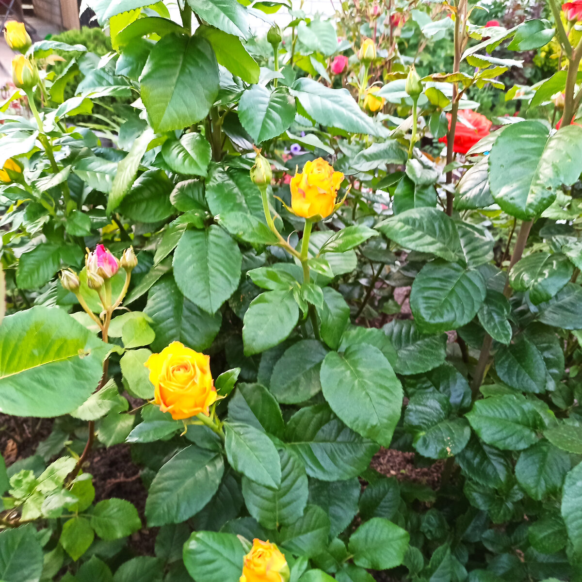 Бутоны Керио нередко имеют характерную тонкую оранжевую окантовку