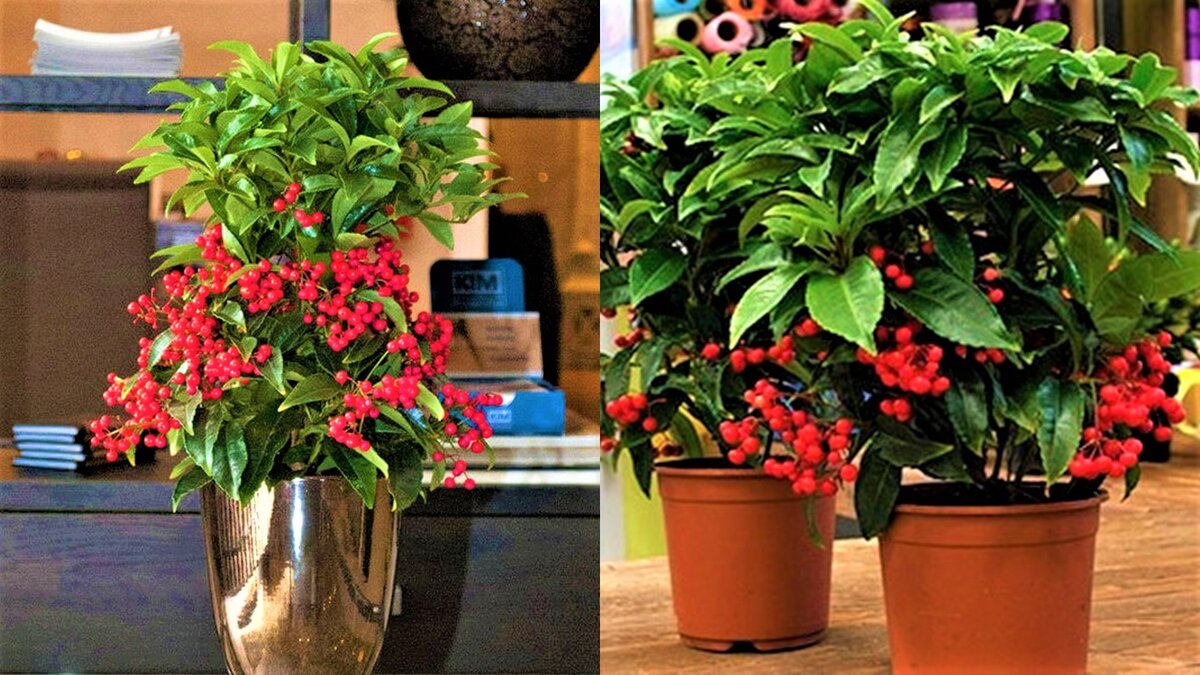 Яркое комнатное растение с красными ягодами круглый год!