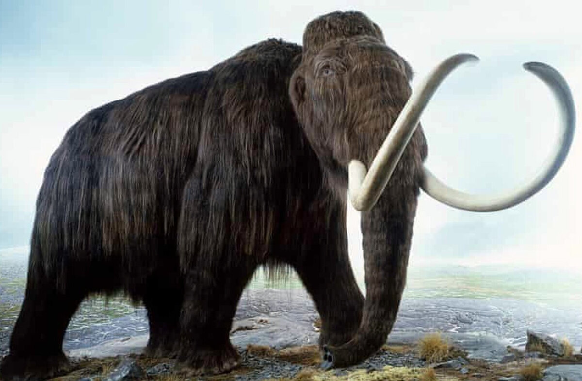 Mammoth