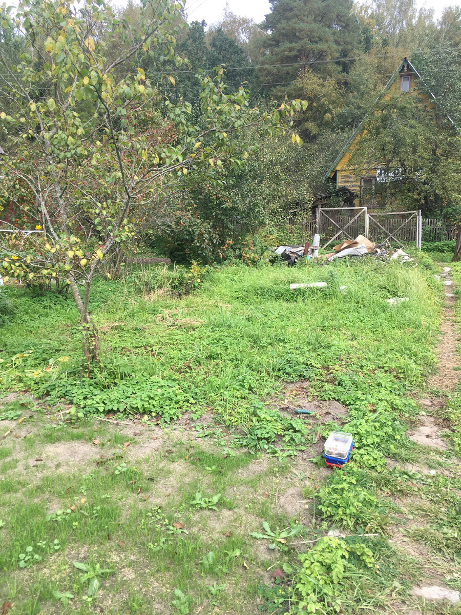 Решила сажать здесь