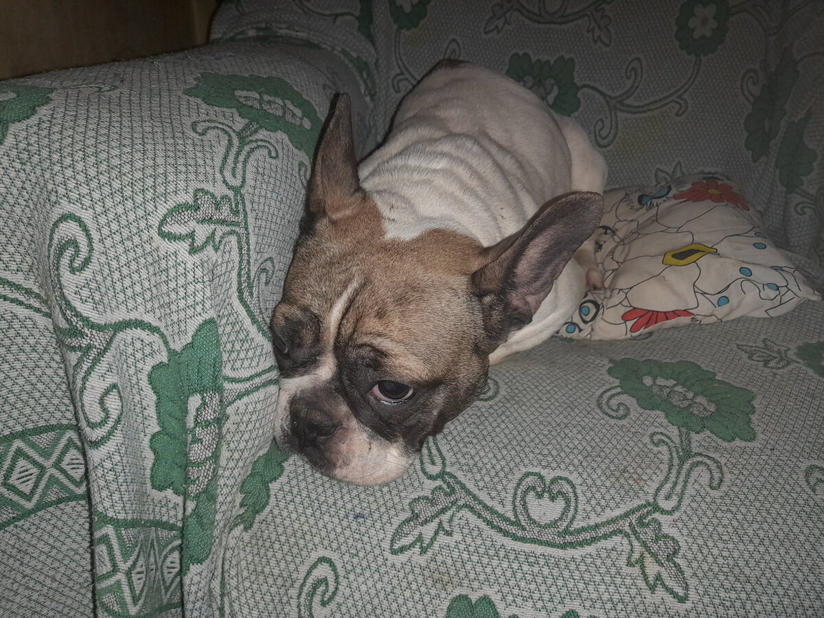 Одна из бульдожек, которая помоложе