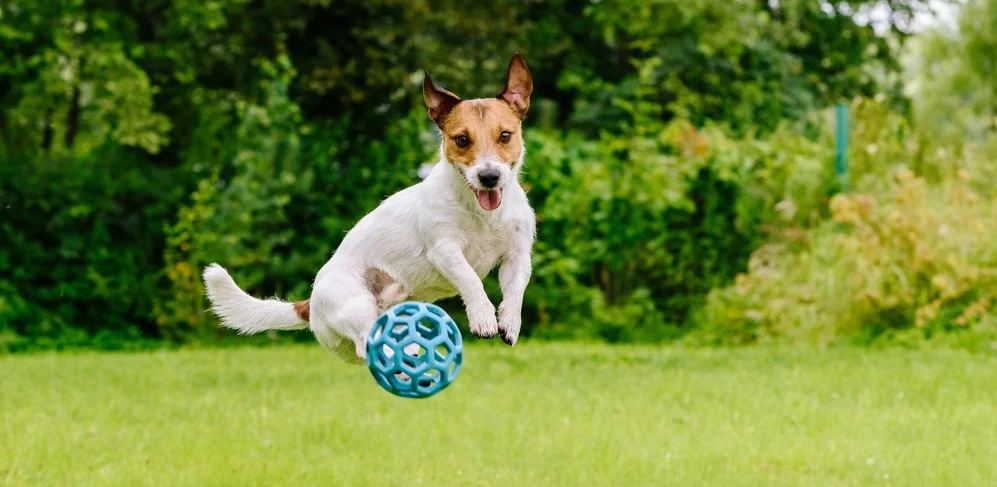 Игривые породы собак: интересные факты, особенности и представители.