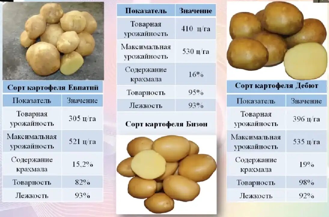 Картофель флагман описание сорта. Сорта картофеля таблица. Сорта картофеля таблица с описанием. Содержание крахмала в картофеле по сортам. Сорт картофеля с высоким содержанием крахмала таблица.