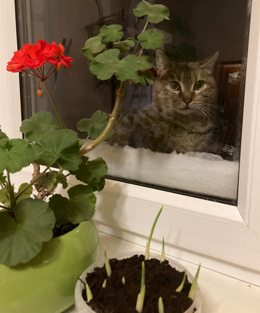 Вон снег! Видели?