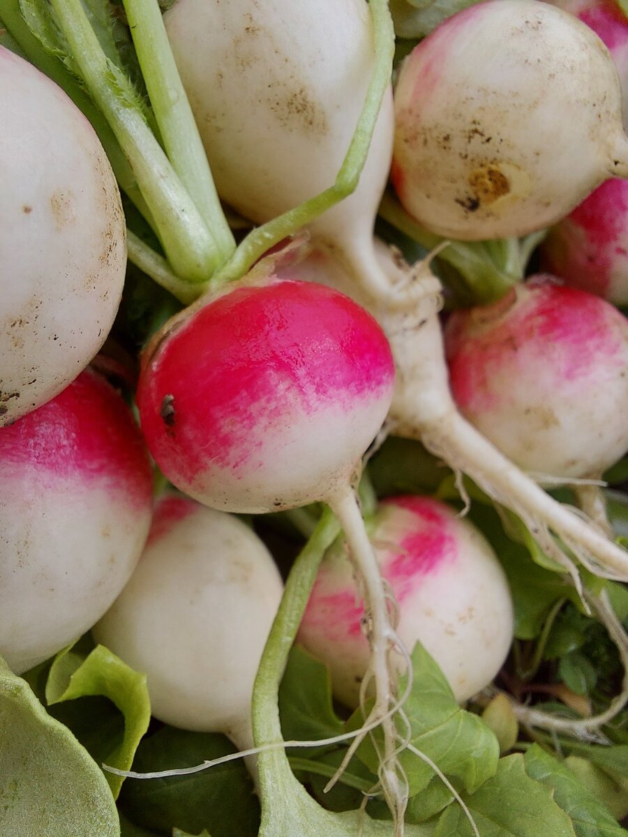    Мой прелестный урожай редиса 'Немо'. Какой же он фотогеничный