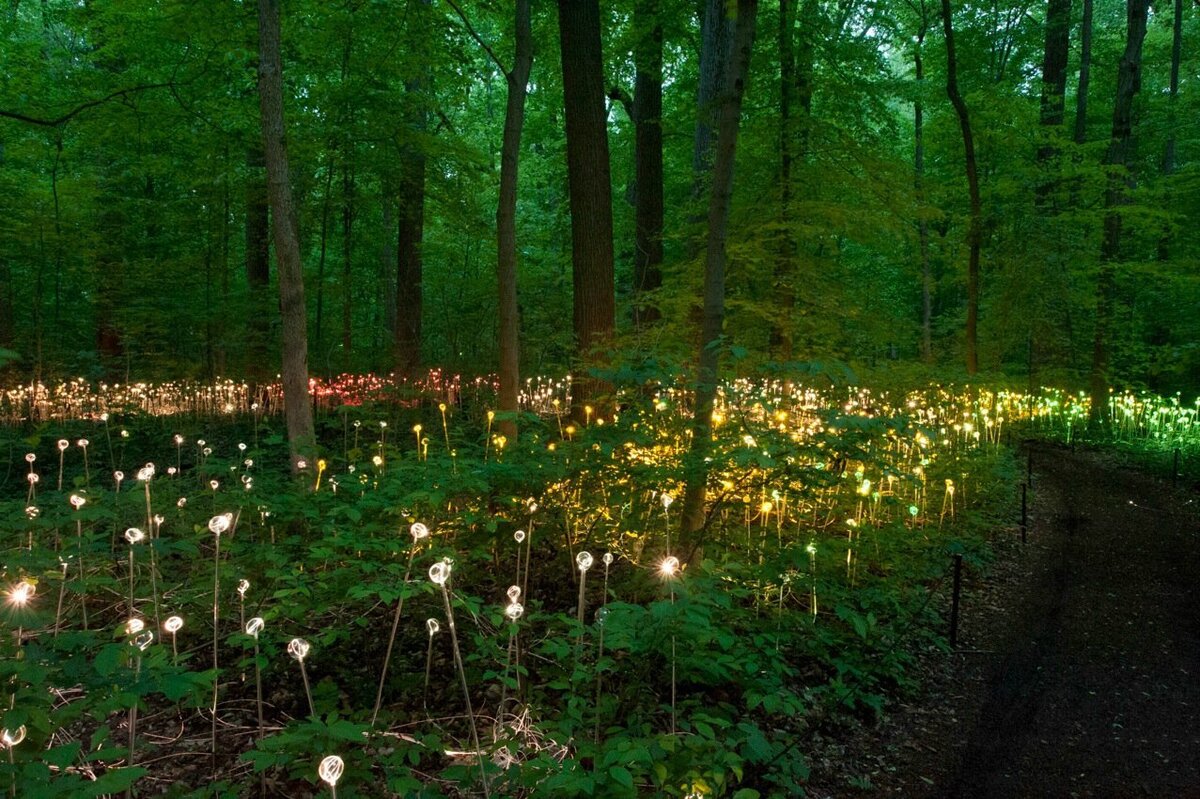 Брюс Мунро световые инсталляции. Освещение в лесу. Подсветка леса. Огоньки в лесу. Загадочные растения