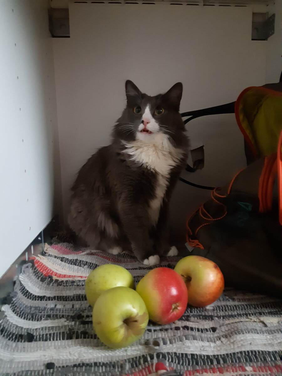 Кошечка и яблоки