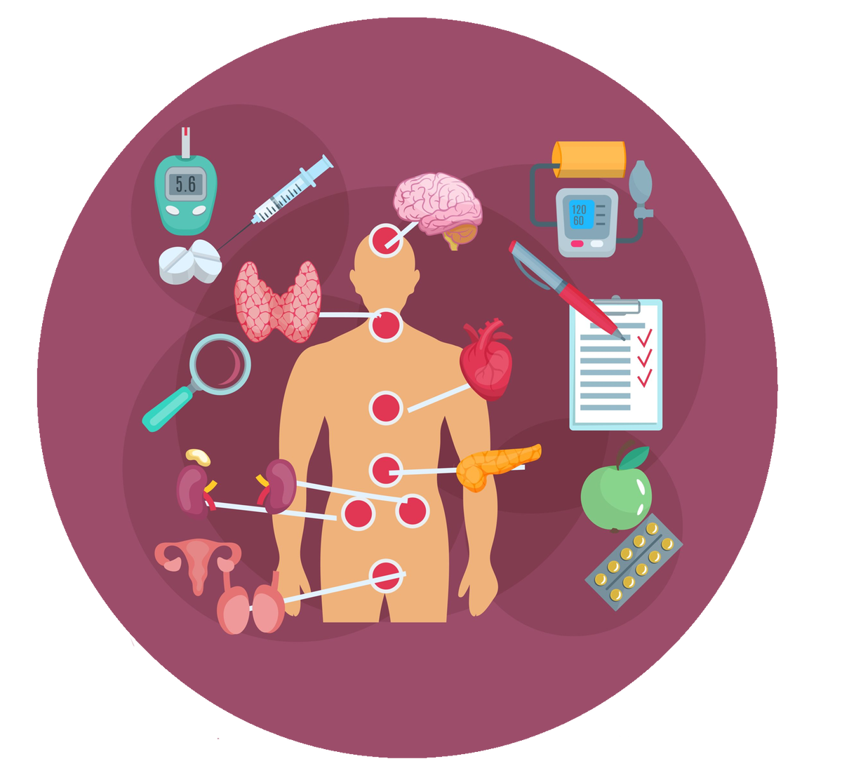 Железы внутренней секреции человека. Именно они вырабатывают гормоны