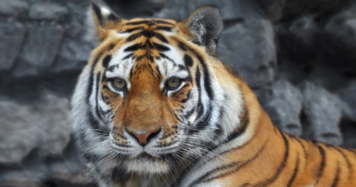    Фото: тигр Степан ждет подарков, Московский зоопарк Клара Хоменко