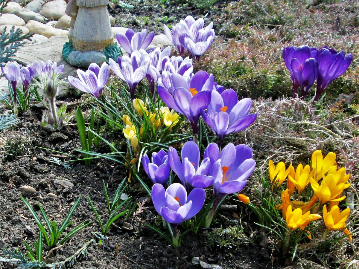 Крокусы / Crocus hybrides