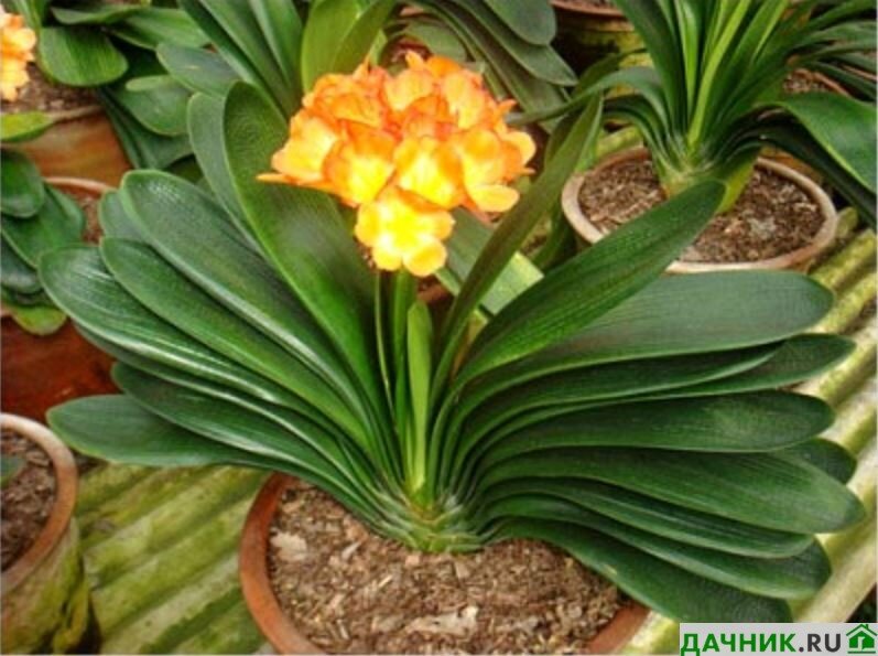 Кливия: красивое и неприхотливое растение, которое может украсить ваш дом!