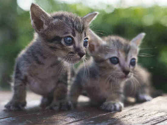     Фото: ru.freepik.com
