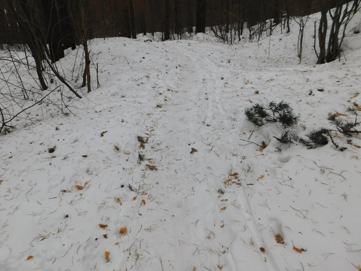 Повсюду отломанные ветки сосен. Фото автора.