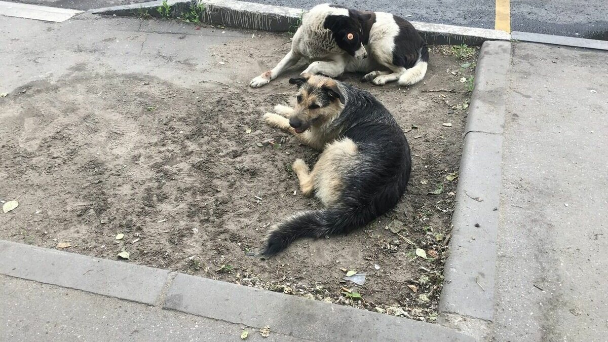     Две собаки набросились на ребенка примерно десяти лет в Нижегородском районе Нижнего Новгорода. О случившемся в социальных сетях сообщила женщина, ставшая свидетельницей инцидента.
