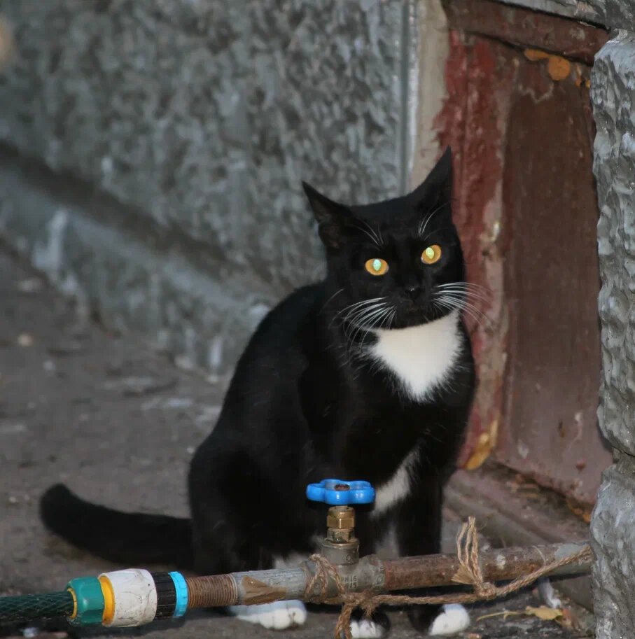Свет фонарика поможет обнаружить кошку даже в темном подвале благодаря светящимся от блика глазам
