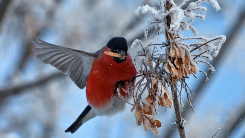     Снегирь зимой. Михаил Хаустов