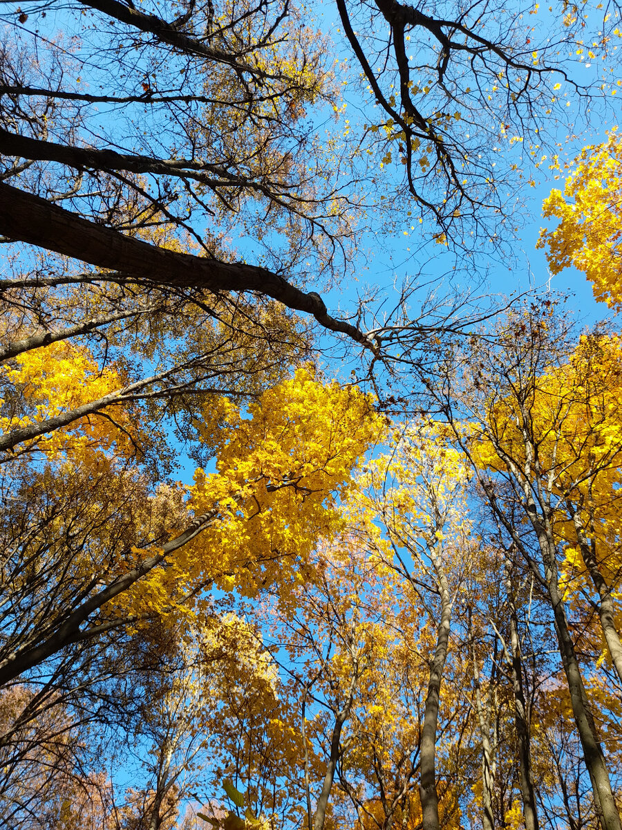 Октябрьский прохладный золотистый денек. Прощальная лазурь