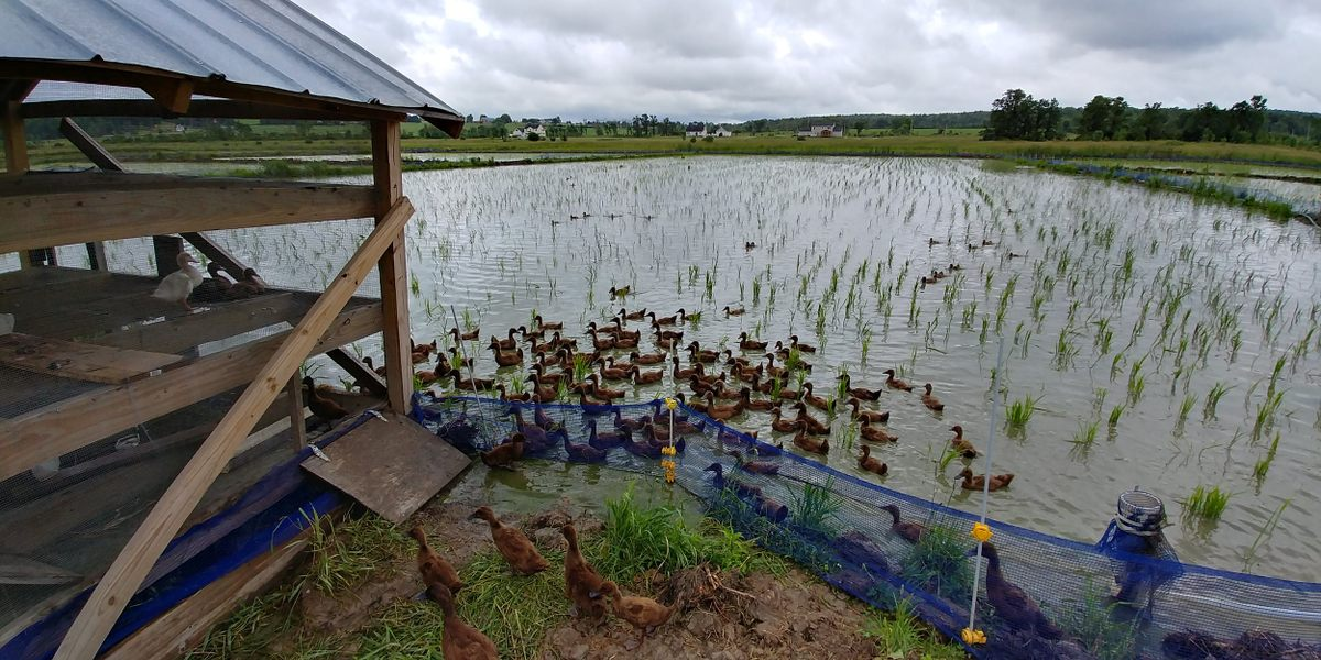 Утки используются для удобрения и борьбы с сорняками.