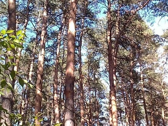     Фото Кирилла Янчицкого / "МК в Омске"