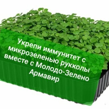 Микрозелень рукколы считается одним из самых полезных для здоровья натуральных продуктов. Это отличный источник фолиевой кислоты, железа, меди, минералов и витаминов. 
