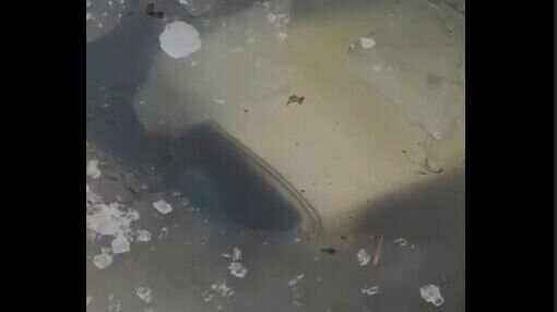    В Новочеркасске местный житель утопил в водоеме ВАЗ-2107, вытащить машину не смогли даже с трактором, сообщили очевидцы в соцсети.