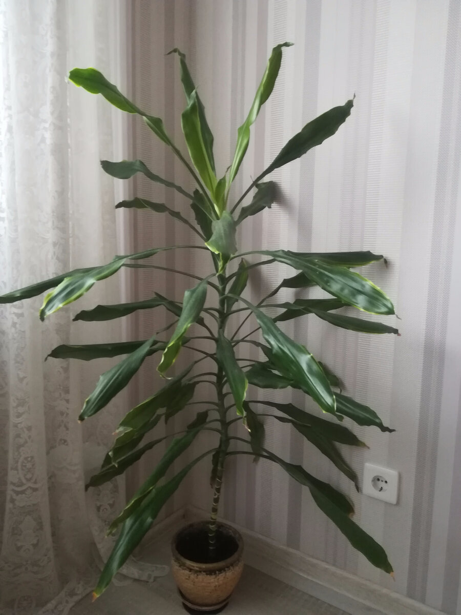 Пальма Драцена деремская