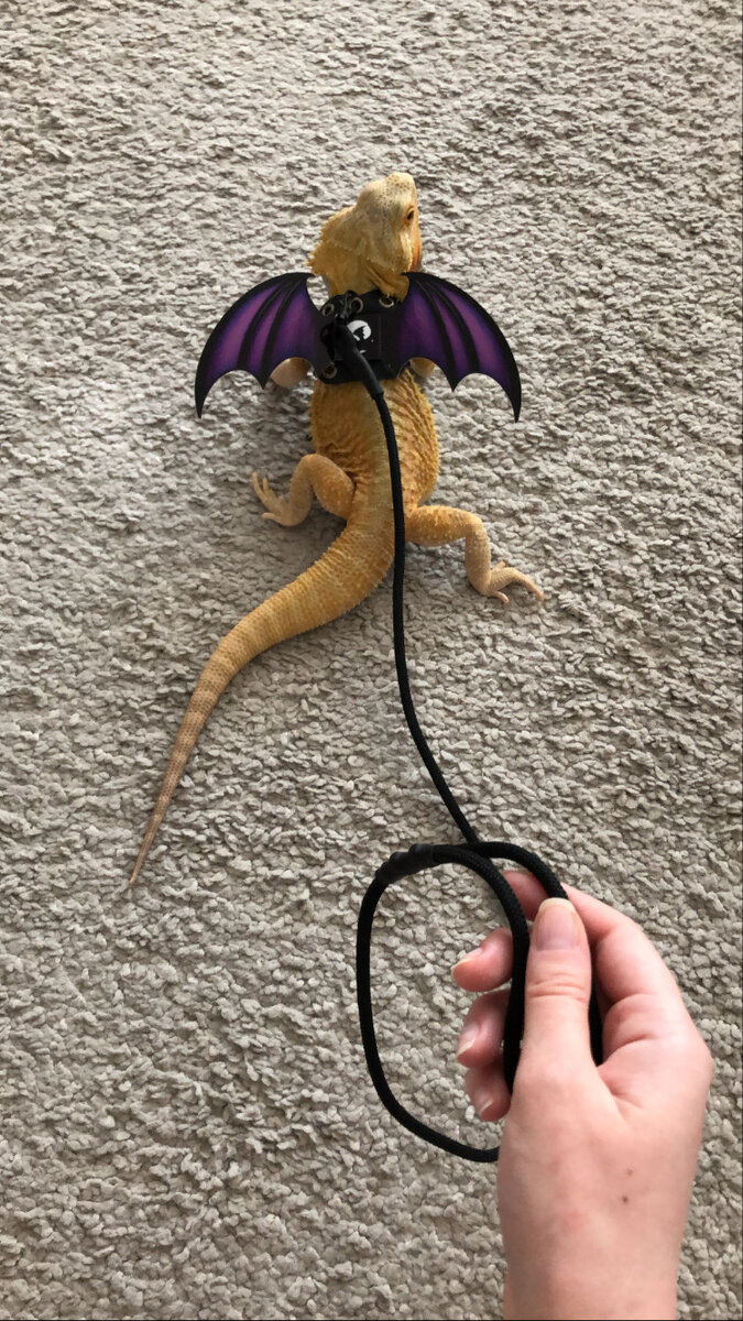 Крылышки заморские))