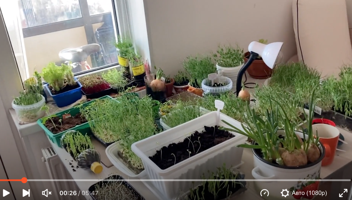 К сожалению, фото нет. Я снимала видео про свой "огород" и покажу вам скриншот