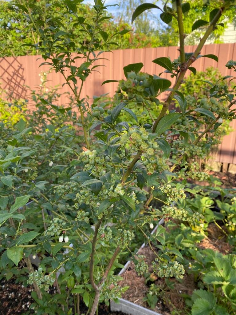 Вот так выглядят ягодки у меня в первой половине июня