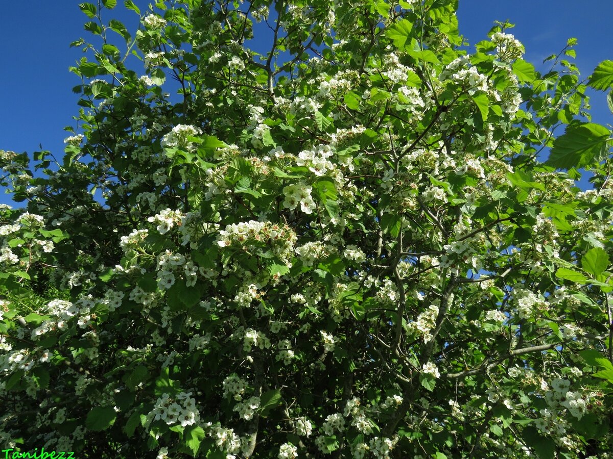 Боярышник мягковатый / Crataegus submollis