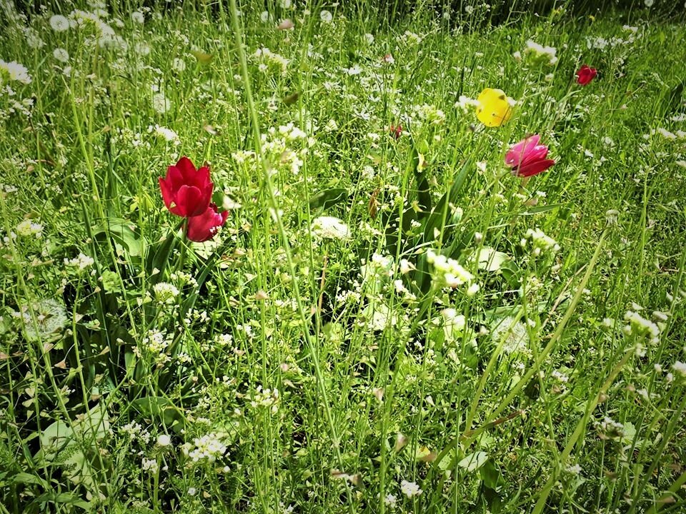 Фото - автора.