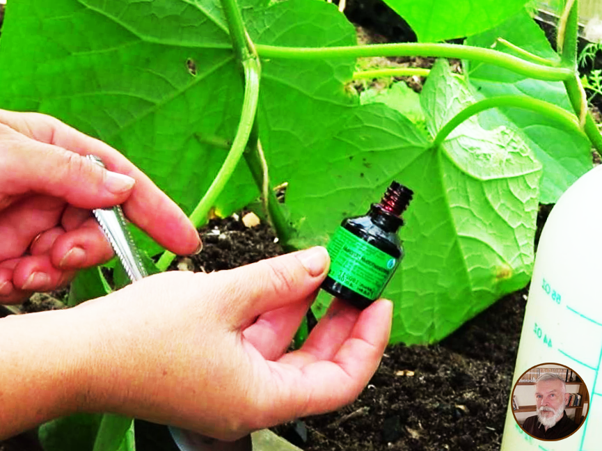 Путем экспериментов нашел надежный и безопасный способ борьбы с тлей. 