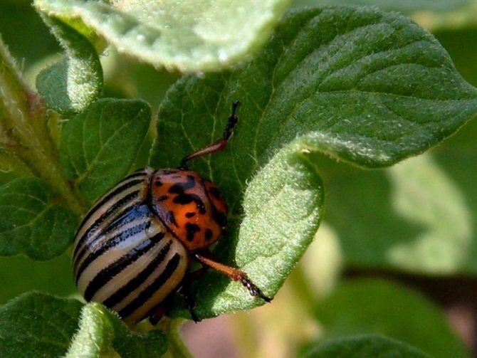 Источник фото kursi-floristiki.ru