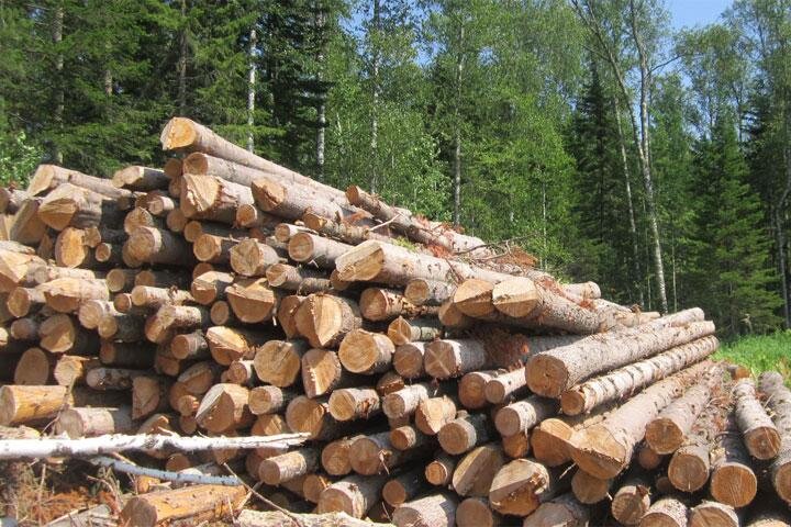 Фото: lesproekt24.ru 