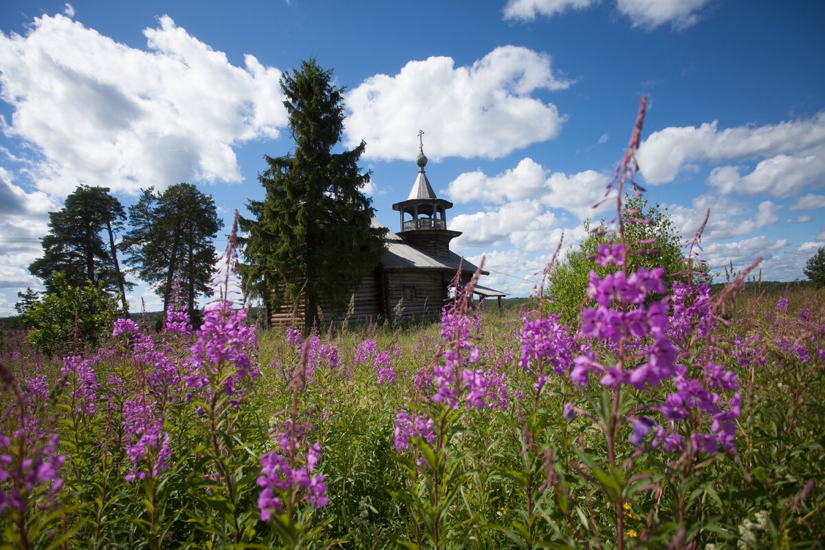 Поля кипрея в Карелии