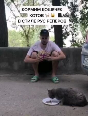 пост про котов в тик токе