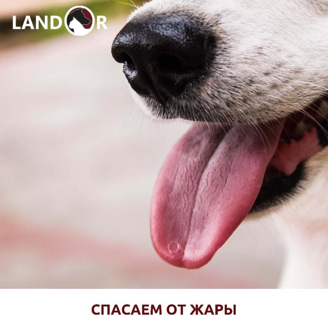 Спасаем собаку от жары!