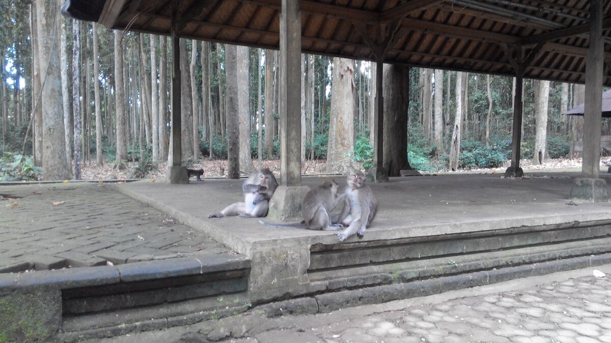 А вот и главные обитатели этого священного места