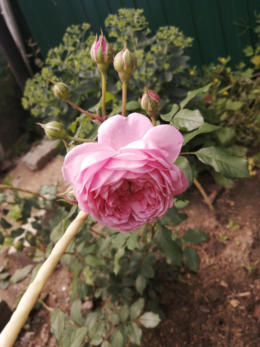 Александра кентская роза