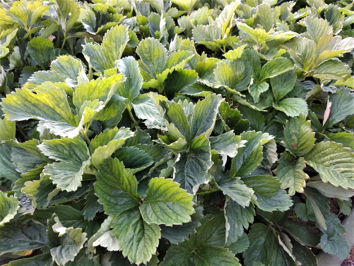 Листья выглядят здоровыми, кусты густые.