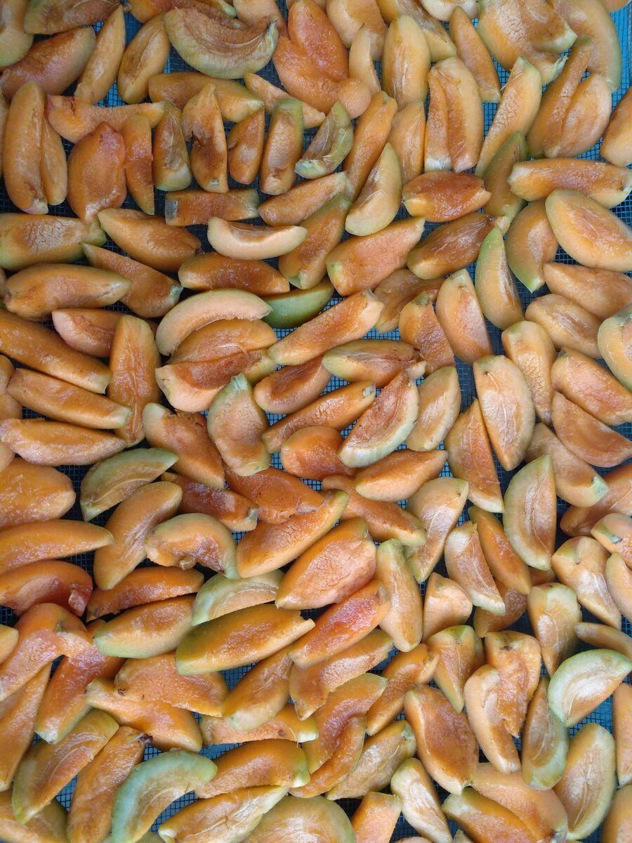 сушим на сетке