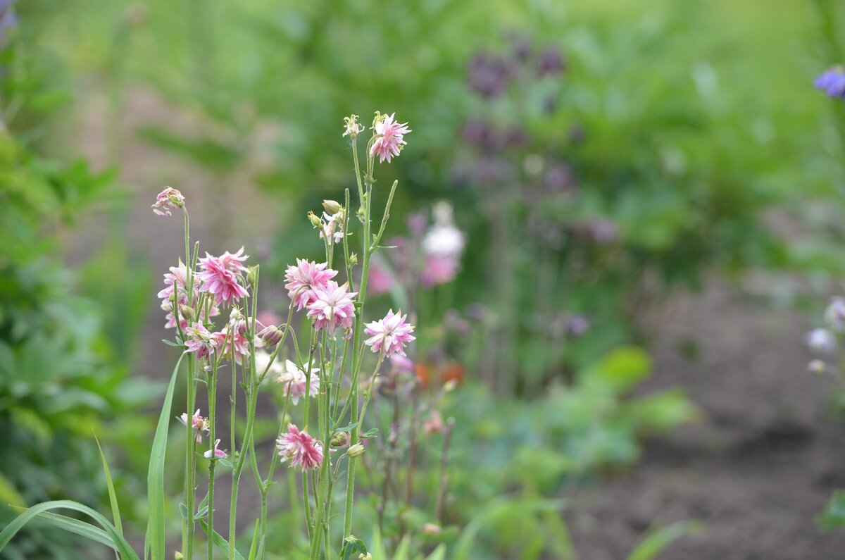 Аквилегии. Фото автора